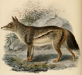 Canis adustus