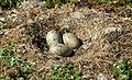 Great black-backed gull nest and eggs