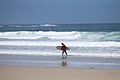 Surfer Coming from Sea Sennen Cornwall