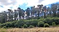 Image 15A Monterey pine forest in Sydney, Australia (from Conifer)