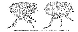 Xenopsylla cheopis (macho e fêmea).