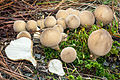 Lycoperdon pyriforme