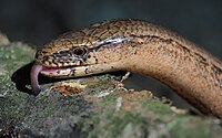 A slow worm