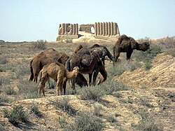 Cammelli al pascolo nel sito archeologico di Merv