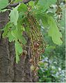 Oak gall caused by Neuroterus albipes forma laeviusculus