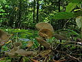 Helvella macropus