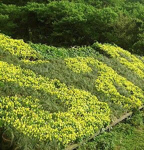 Hàm Rồng flower garden