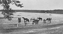 A black-and-white photograph of thirteen horses behind a fence on the Goryō Imperial Stock Farm