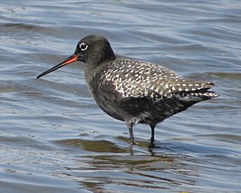 Zwarte ruiter (vogel)