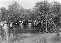 Manglar de Sonneratia a Pasuruan, Java