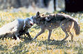 Canis latrans