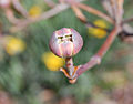 Dogwood bud about to blossom