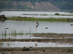 Battures, Ardea herodias. Grand héron. Great blue heron et Pluvier kildirs, chemin des Ancêtres