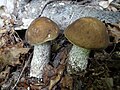 Leccinum carpini