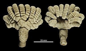 Neogymnocrinus richeri, l'unique Sclerocrinidae