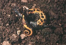 A newt turned on its back, rolled up, exposing its underside with an orange, dark-spotted belly and an orange band running along its tail