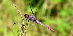 Roseate skimmer (Orthemis ferruginea), male, Liberty County