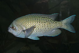 Chromis punctipinnis