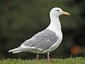 Gavià glauc