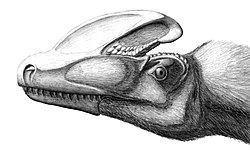 Guanlong wucaii head detail