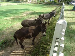 Donkeys on a farm