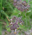 Inflorescence