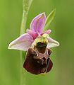 Hummel-Ragwurz (Ophrys holoserica)