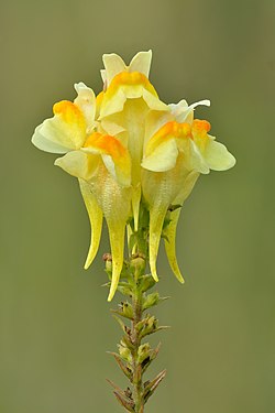 Linaria vulgaris by Ivar Leidus