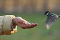 Mésange charbonnière