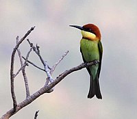 Chestnut-headed Bee-eater