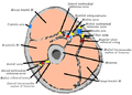 Cross-section through the middle of upper arm (cephalic vein labeled at upper left)