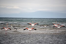 November: Flamingos am Ohridsee – Zweiter WLE 2023