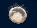 Moon jelly