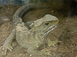 Tuatara (Sphenodon punctatus)