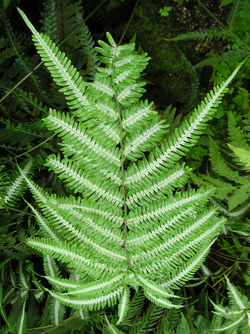 Feto-prateado (Pteris argyrea)