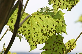 Galles de phylloxéra sur le dessous d'une feuille.