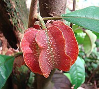 Fruto de Carpotroche platyptera.