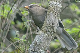 Grote diksnavelmees