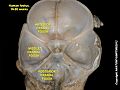 Posterior cranial fossa at human fetus