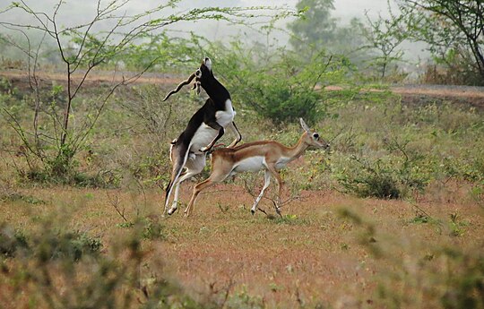 Akshay_Onkar_Blackbuck_pohara_forest,_amravati,_Maharashtra,_India.jpg