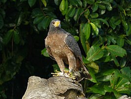 Krabbenbuizerd