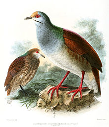 GeotrygonCostaricensisKeulemans.jpg