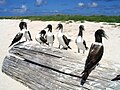 Young masked boobies (Sula dactylatra) on Green Island, Kure Atoll