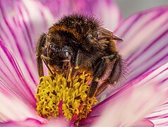 La pollinisation avec Bourdon terrestre et Asterales, vers Bamberg, Allemagne. Octobre 2023.