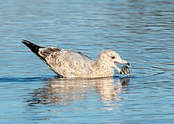 Herring gull (SDG 15)