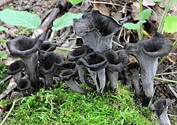 Must torbikseen Craterellus cornucopioides