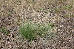 Katteskæg (Nardus stricta) Foto: Kenraiz.