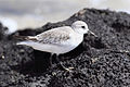 Sanderla á Galapagos eyjum