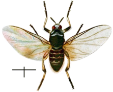 Simulium trifasciatum, un Simuliidae