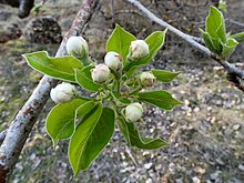 Bloemknoppen van de amandelboom